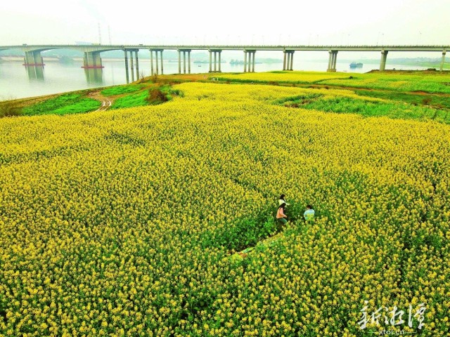 油菜花开醉游人