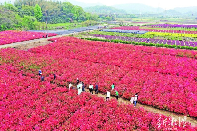 美丽乡村迎客来