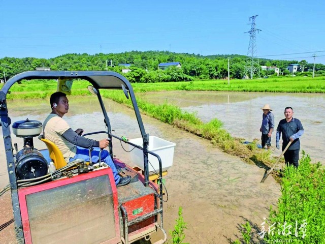 湘潭县中路铺镇：战高温 忙“双抢”