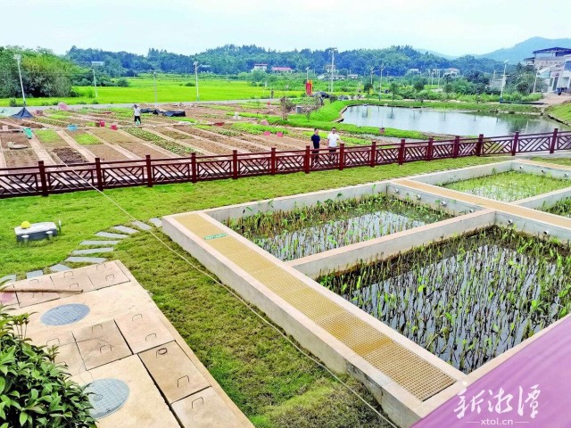 600-xxt2024-10-09～1｜鹤岭镇晶鑫村集中式污水处理设施暨边山美丽屋场一角，大水塘是加强版的末端生态净化池。（本报记者 白杨 摄）c51e.jpg