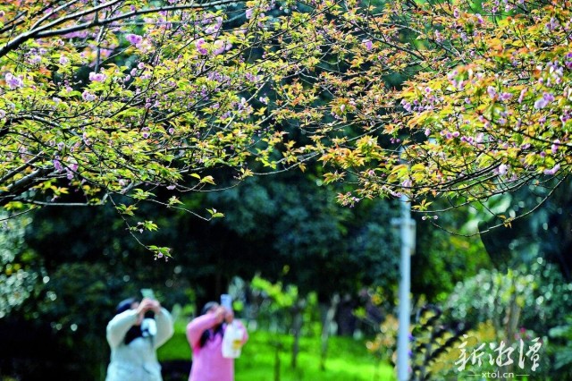 600-xxt2025-04-03～1｜ccbb.jpg