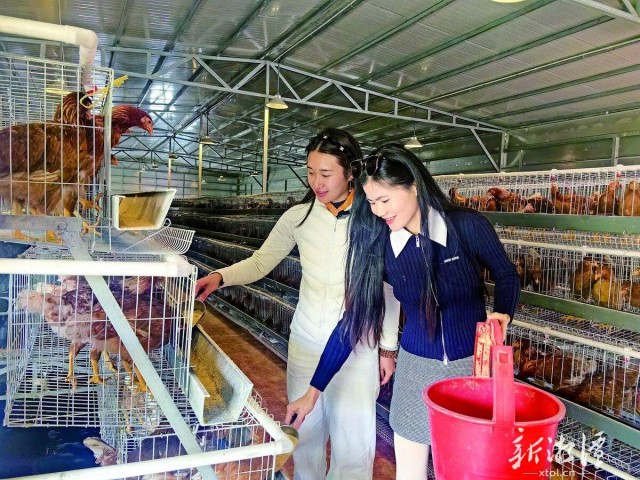 600-xxt2025-04-21～1｜干净整洁的鸡棚里，蔡蔡和大乔给大午凤鸡喂食“百菜料”。 （本报记者 丁白玉 摄）55c4.jpg