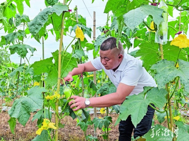 600-xxt2025-05-23～1｜胡博田间采收白玉丝瓜。（本报记者 尹义龙 摄）9bee.jpg