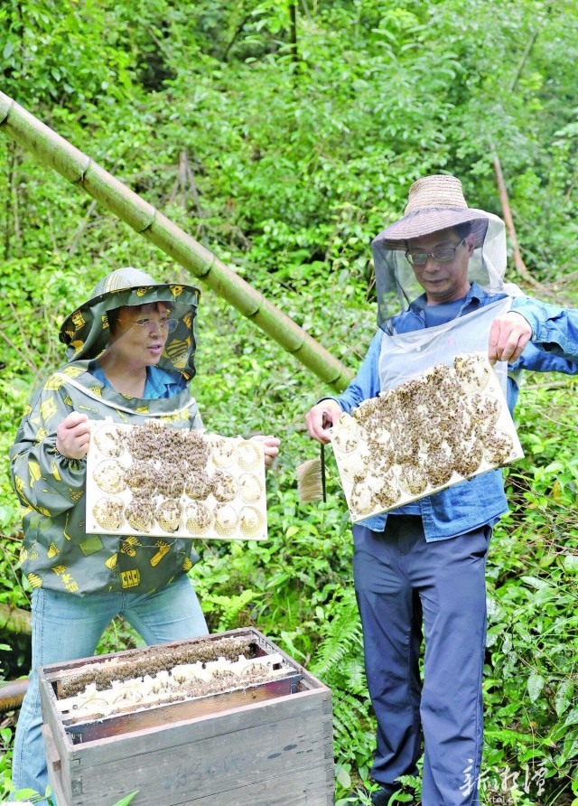 600-xxt2025-06-20～1｜在茶恩寺蜂场，工作人员从蜂箱里取出定制的“心型”巢蜜。（本报记者 李新辉 摄）bb3e.jpg